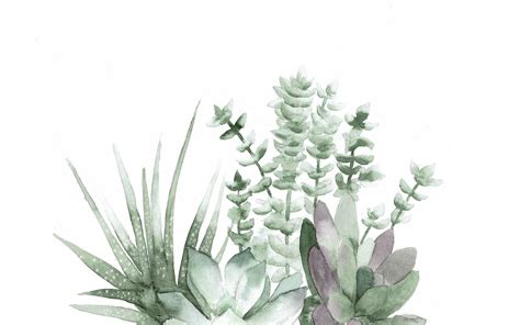 Succulent Aesthetic Desktop Wallpapers on WallpaperDog