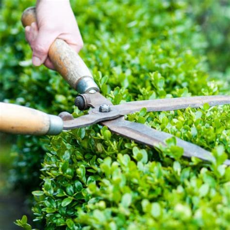 Tree Pruning Tools Checklist - Elite Tree Care