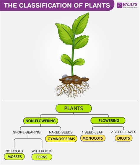 The Classification Of Plants | Biology plants, Plant science, Horticulture education