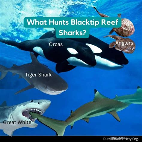 Blacktip Reef Sharks Facts And Info Guide - Dutch Shark Society