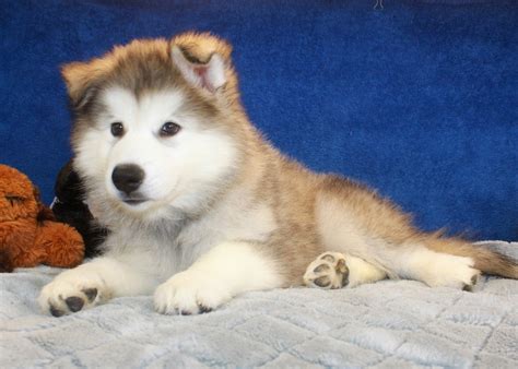 Alaskan Malamute Puppies For Sale - Long Island Puppies