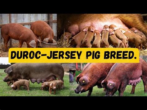 Why DUROC PIG BREED Is Ideal For Commercial Pig Farming