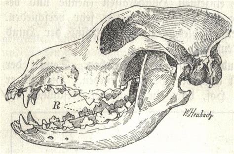 File:Heubach dog skull.jpg - Wikimedia Commons