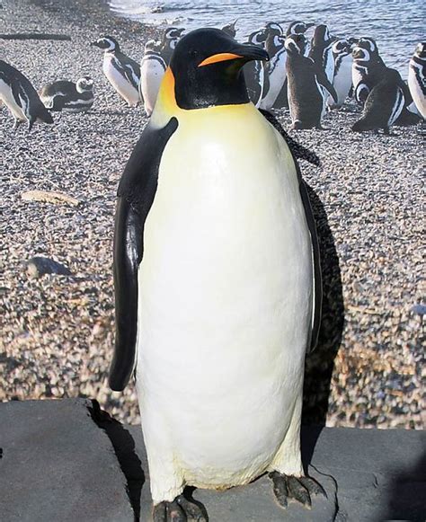 Emperor Penguin | Online Learning Center | Aquarium of the Pacific