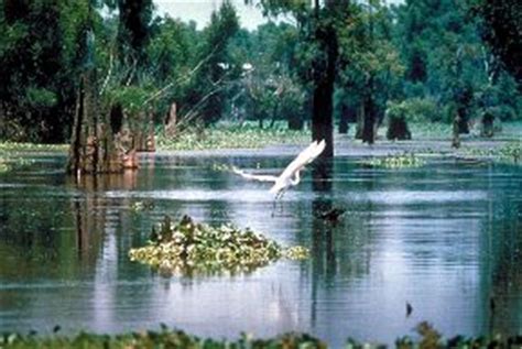 Louisiana State History for Kids