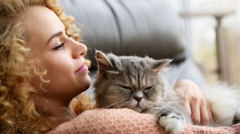 Keeping Your Senior Cat Healthy | PetPartners Pet Insurance