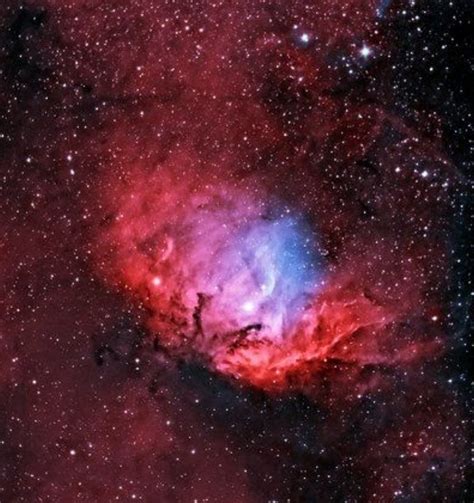 The Tulip Nebula, a bright emission nebula | Anne’s Astronomy News