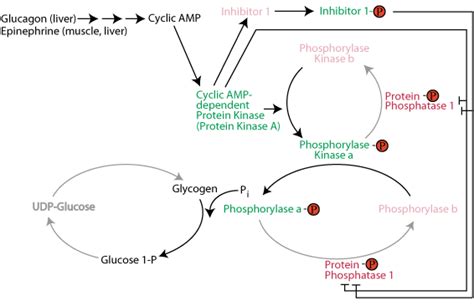 GLYCOGEN SYNTHESIS & DEGRADATION