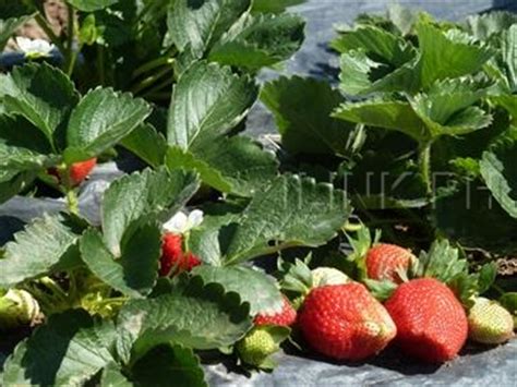 STRAWBERRY FARM - Baguio