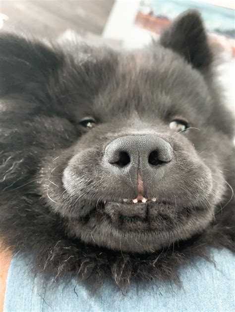 There's An Online Community That Shares Hilarious Dog Photos With Their Teeth Visible In A Funny Way