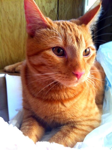 Orange tabby and Siamese mix ... He definitely looks full tabby but has the siamese attitude ...