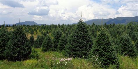 Tree Types – Tennessee Christmas Tree Growers