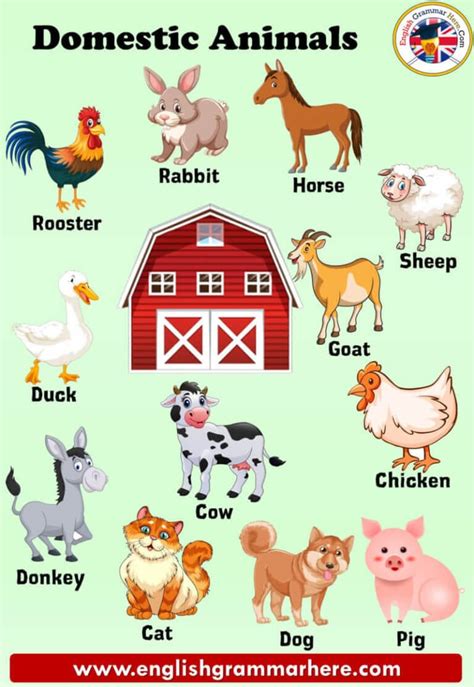 Domestic Animals Names, Definition and Examples - English Grammar Here