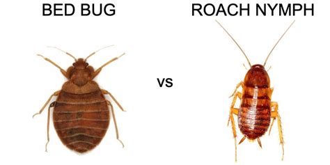 Baby Cockroach Vs Bed Bug