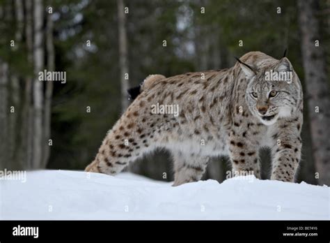 A lynx hunting in the snow Stock Photo - Alamy