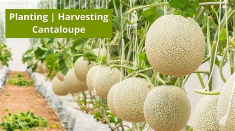 How To Grow Cantaloupe Archives » Gardening Lovy