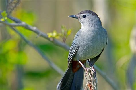 Gray Catbird - A-Z Animals