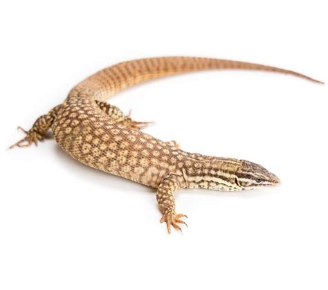 Yellow Ackie Monitor - Varanus acanthurus (Captive Bred)