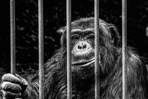 Photo monkey in cage - free printable photos - Img 29690.