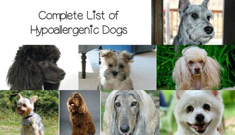 Complete List of Hypoallergenic Dog Breeds