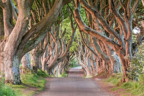 Dark Hedges near Stanocum, County Antrim, Ulster, Northern Ireland, United Kingdom, Europe ...