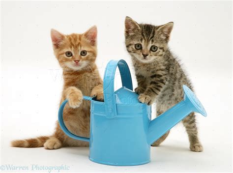 Kittens playing with a toy watering can photo WP23124