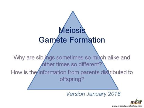 Meiosis Gamete Formation Why are siblings sometimes so