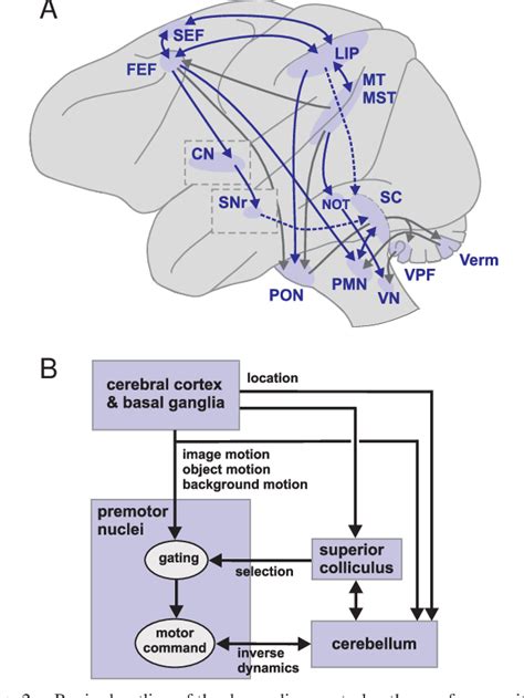 Figure 2 from Recasting the smooth pursuit eye movement system. | Semantic Scholar