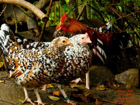 Top 10 Most Beautiful Chicken Breeds In The World - pepNewz