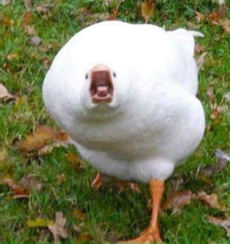 Screaming duck : r/animalsdoingstuff