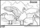 Flying Geese Coloring Pages At GetColoringscom  Free Printable sketch template