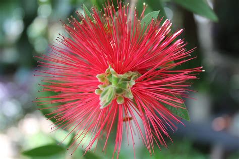 Spiky red flower by UNLx on DeviantArt