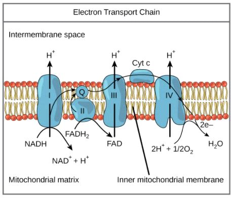 Electron transport chain (ETC) and its mechanism : Pharmaguideline