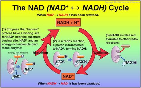 What is NAD? - Drip Runner