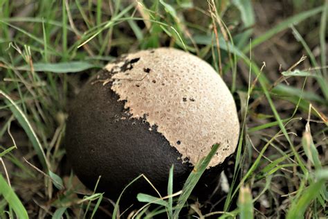 Puffball Mushroom Transforming Free Stock Photo - Public Domain Pictures