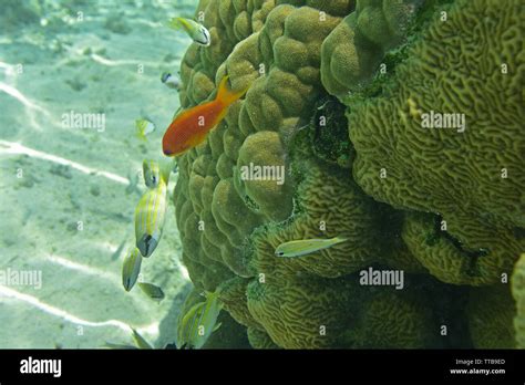 SCUBA diving and Underwater marine life, Lakshadweep, India Stock Photo ...