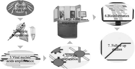 Diagram of viral metagenomics study work flow for discovery of viruses... | Download Scientific ...