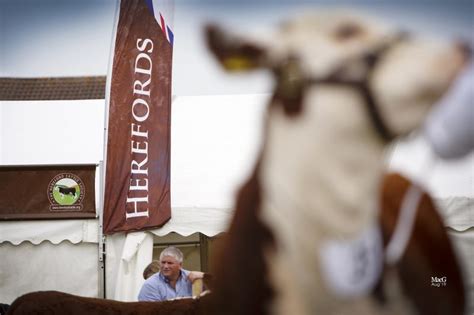 National Hereford Show cancelled for another year - Hereford Cattle Society