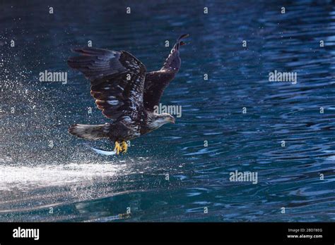 Bald eagle juvenile flying with fish in talons hi-res stock photography ...