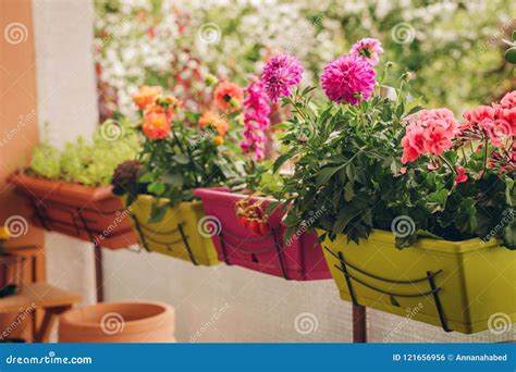 Colorful Flowers Growing in Pots Stock Photo - Image of home, mini: 121656956