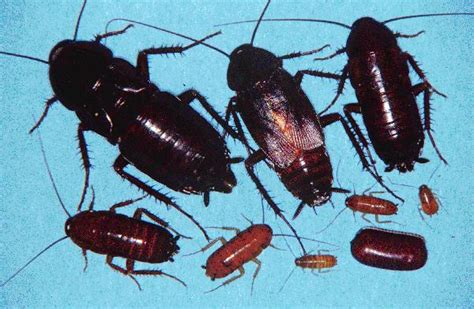 Oriental Cockroach, Oriental Cockroach Control, How to Kill Oriental Roaches