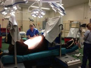 Colic Surgery in Horses | American College of Veterinary Surgeons - ACVS