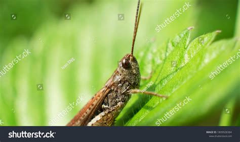 Young Grasshoppers Eating Plants Green Grasshopper Stock Photo 1809928384 | Shutterstock