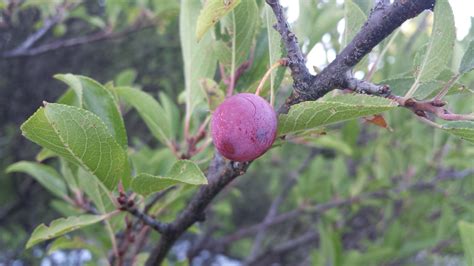 identification - Need some help identifying a plum tree - Gardening & Landscaping Stack Exchange