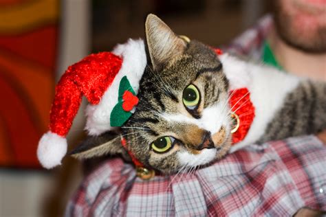 File:Christmas cat.jpg - Wikimedia Commons