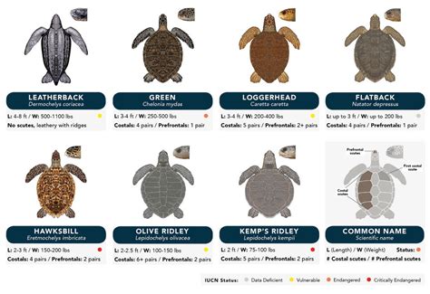 Types Of Sea Turtles Chart