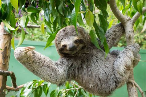 From Dinosaurs to Treetops: The Extraordinary Evolution of Sloths