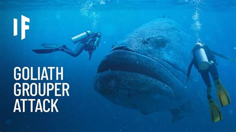 Goliath Grouper Attack - A What If - For Scuba Divers