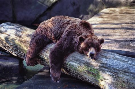 Bear Sleeping | Mike Boswell | Flickr