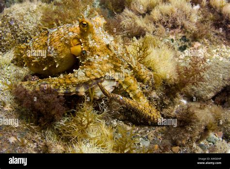 Octopus camouflage hi-res stock photography and images - Alamy